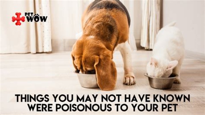 Pet: It is not known who the dogs belong to